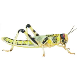 livefood-locust-wriggles